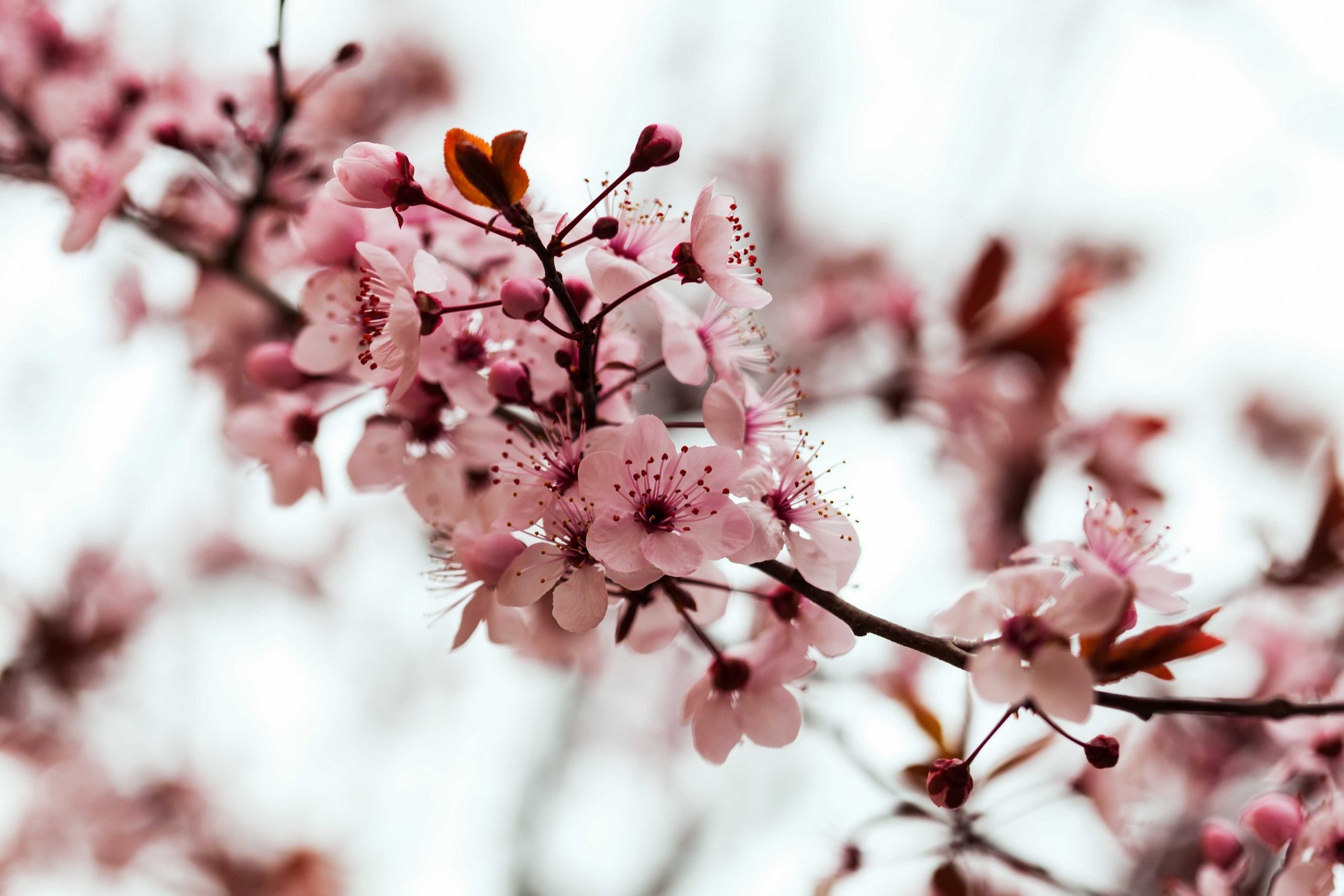 Amendoeiras em Flor